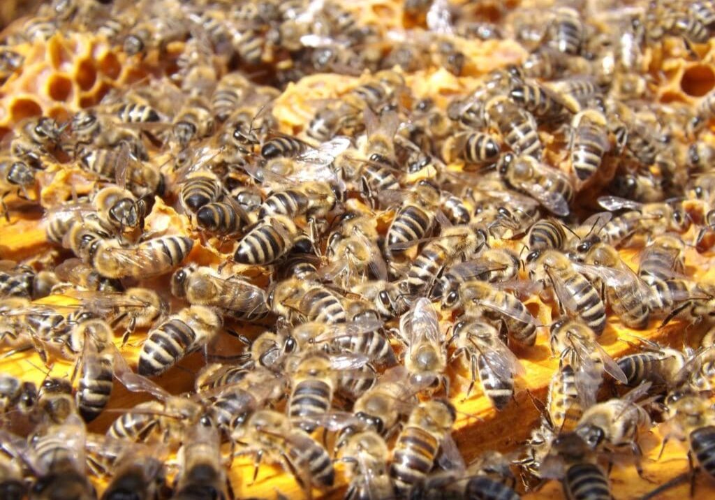 swarm-insects-bees-honey-48022
